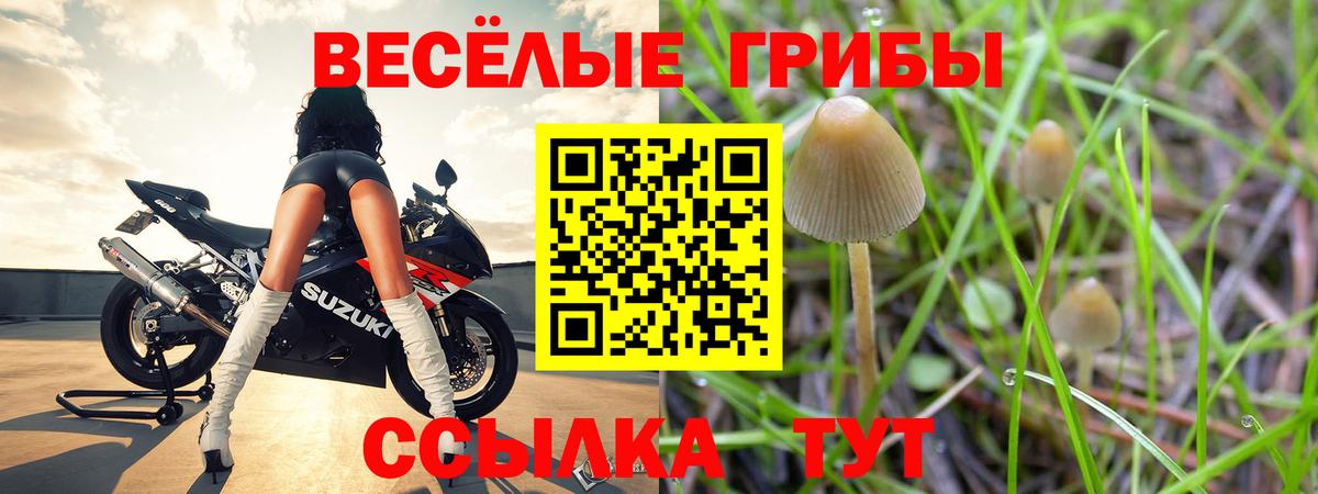 Псилоцибиновые грибы мицелий  Вход с VPN  Сальск 